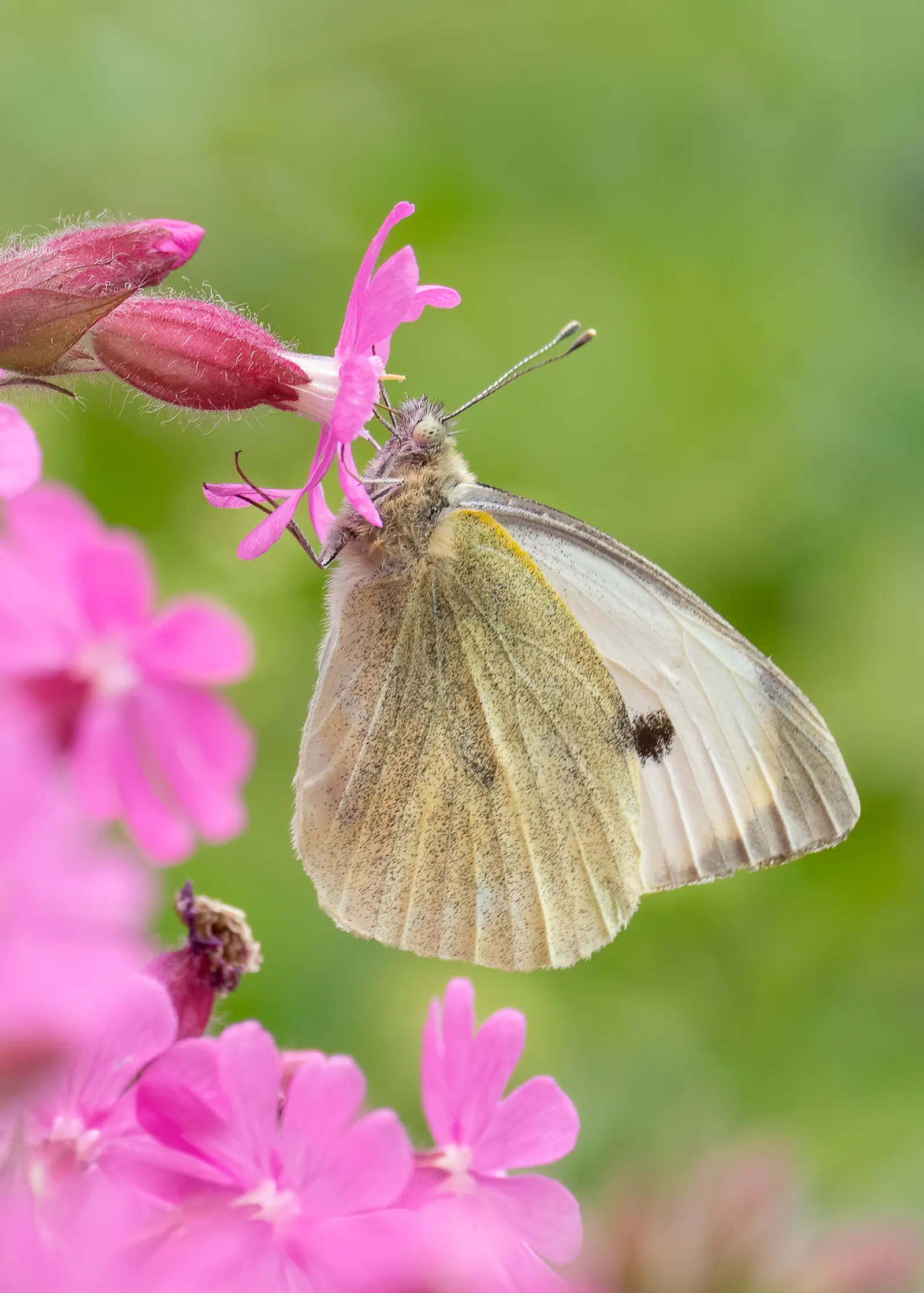 White Butterfly Flower (Gaura Lindheimeri 'Stratosphere White') — Well-draining soil is essential to prevent root rot; white flowers in the garden, image 119