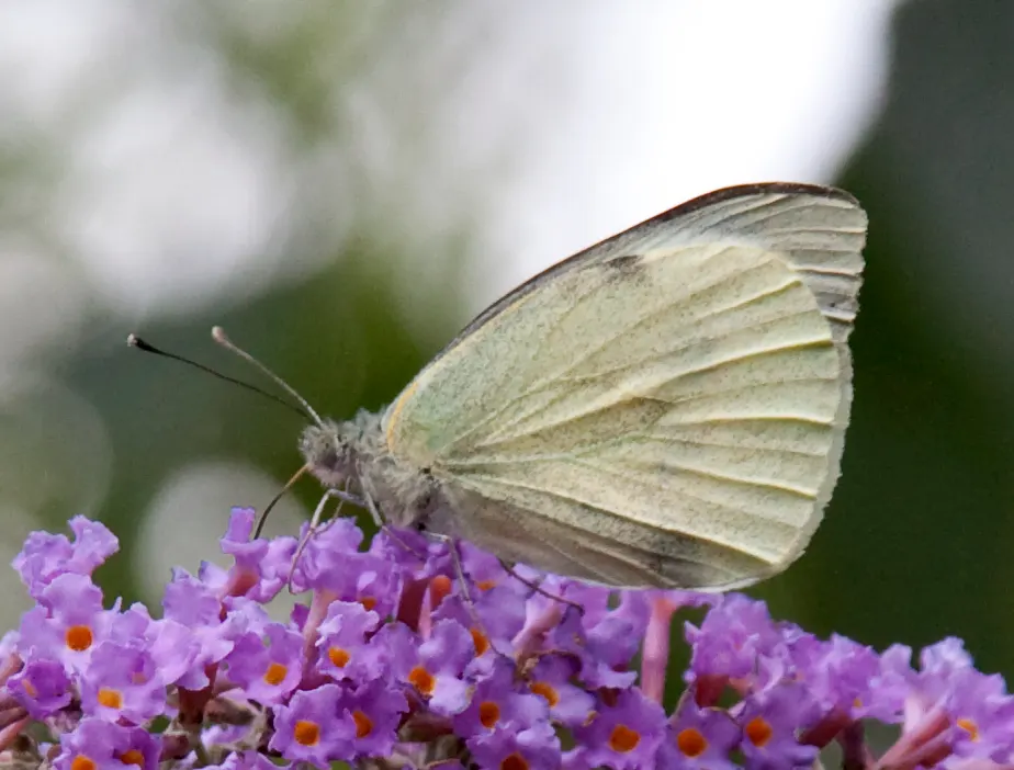 White Butterfly Flower (Gaura Lindheimeri 'Stratosphere White') — Full sun and well-draining soil are optimal; perennial with white blooms, image 134