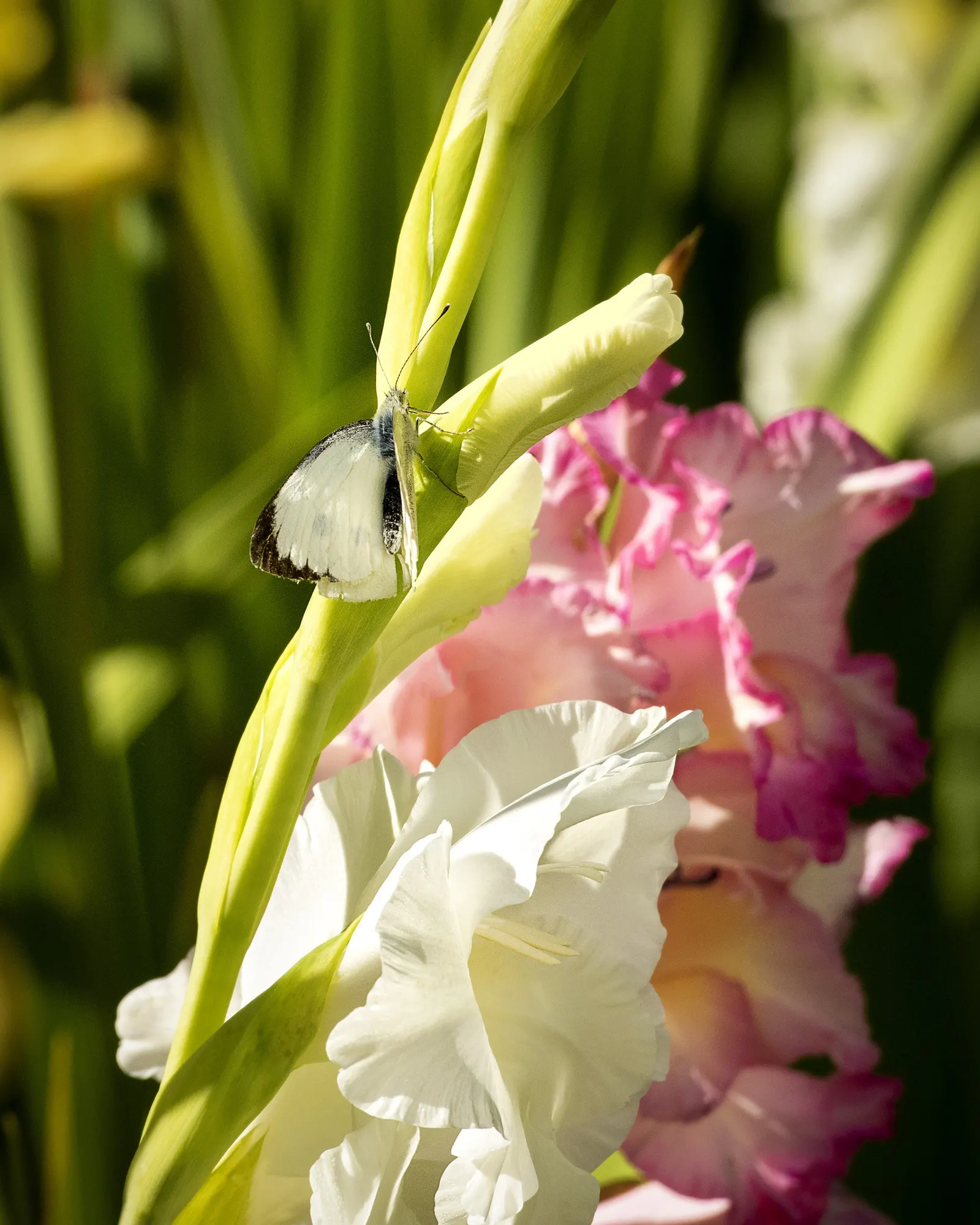 White Butterfly Flower (Gaura Lindheimeri 'Stratosphere White') — erect stems reaching heights of 2 to 3 feet with a spread of about 1 to 2 feet, image 219