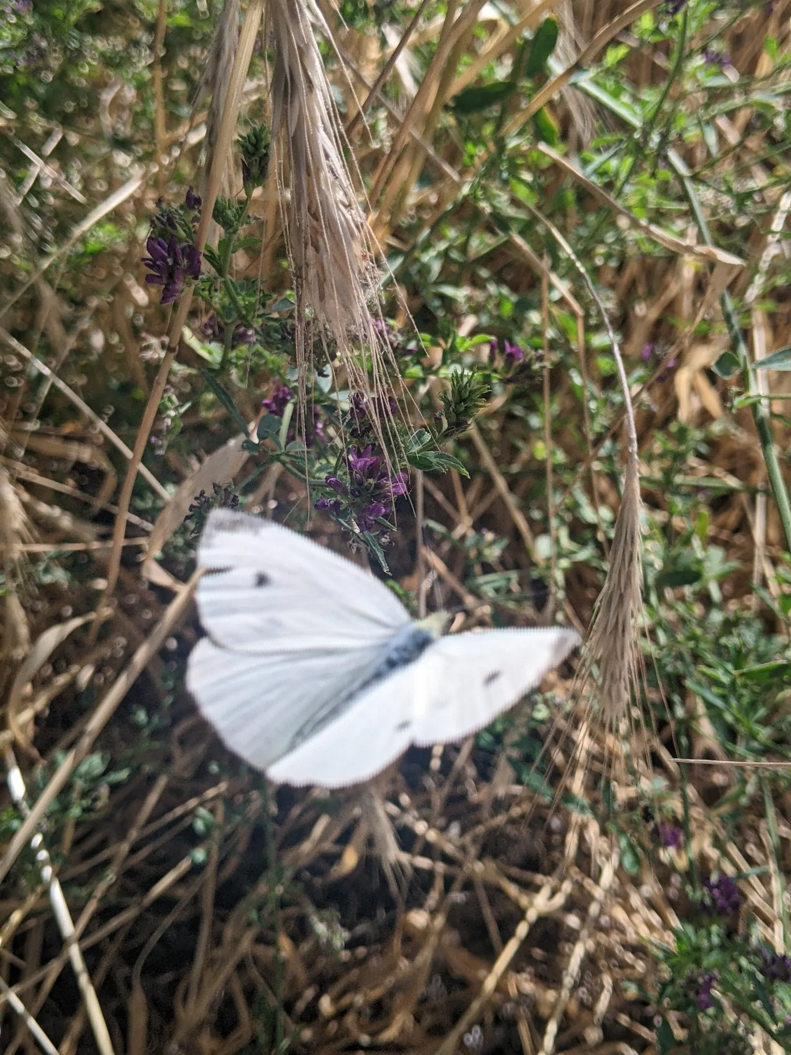 White Butterfly Flower (Gaura Lindheimeri 'Stratosphere White') — commonly known as White Butterfly Flower; full sun and well-draining soil are, image 157