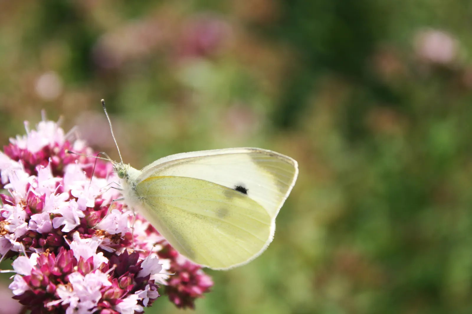 White Butterfly Flower (Gaura Lindheimeri 'Stratosphere White') — thereby supporting local ecosystems.<br><br>For maximum impact; commonly referred, image 202