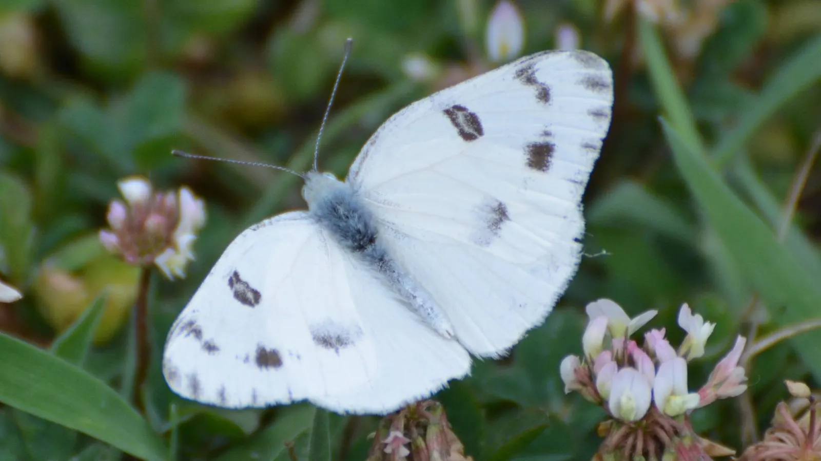 White Butterfly Flower (Gaura Lindheimeri 'Stratosphere White') — This hardy perennial thrives in USDA zones 5-9, reaching 18-24 inches in height, image 185
