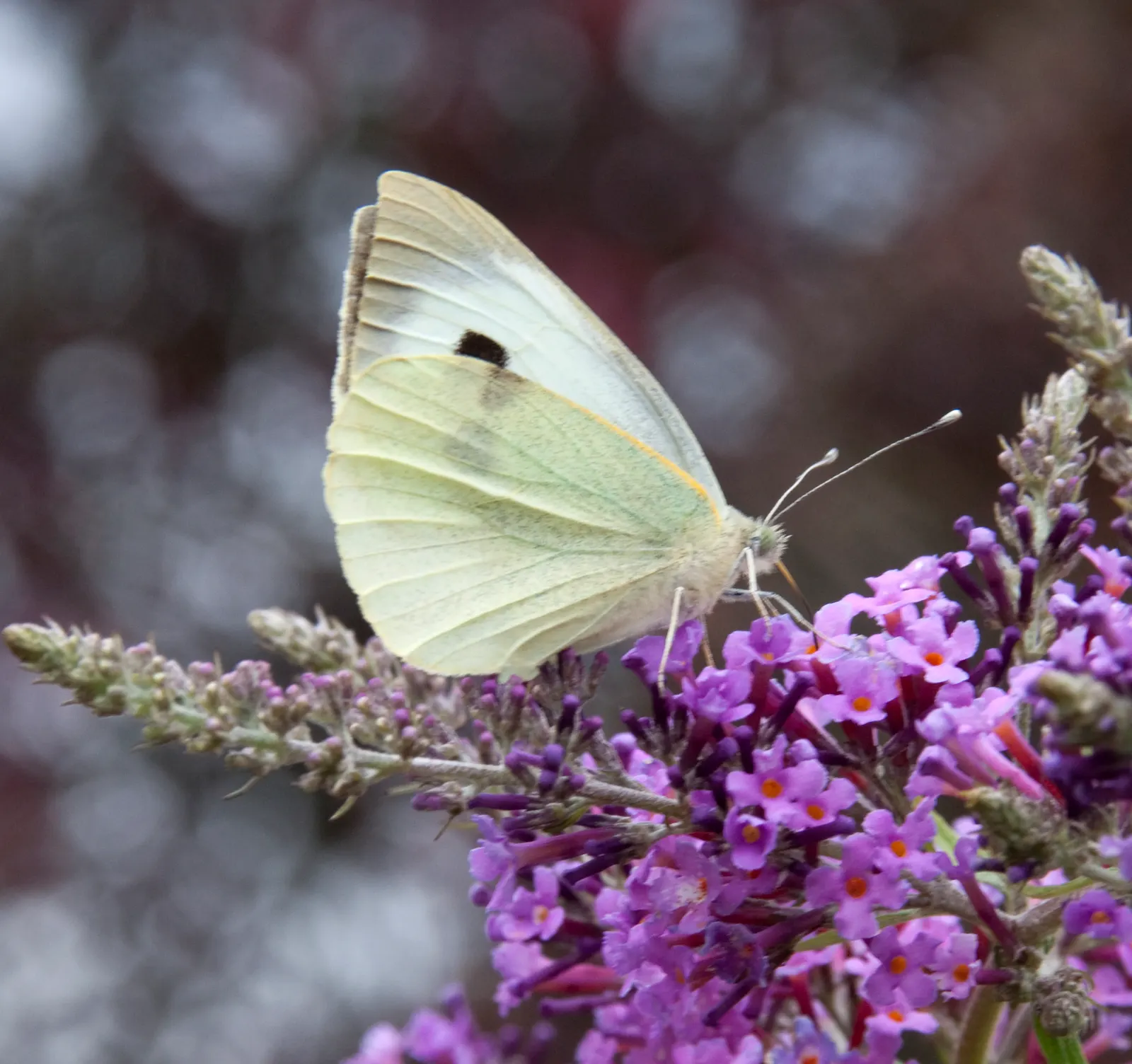 White Butterfly Flower (Gaura Lindheimeri 'Stratosphere White') — requiring minimal care beyond occasional deadheading to promote further, image 200