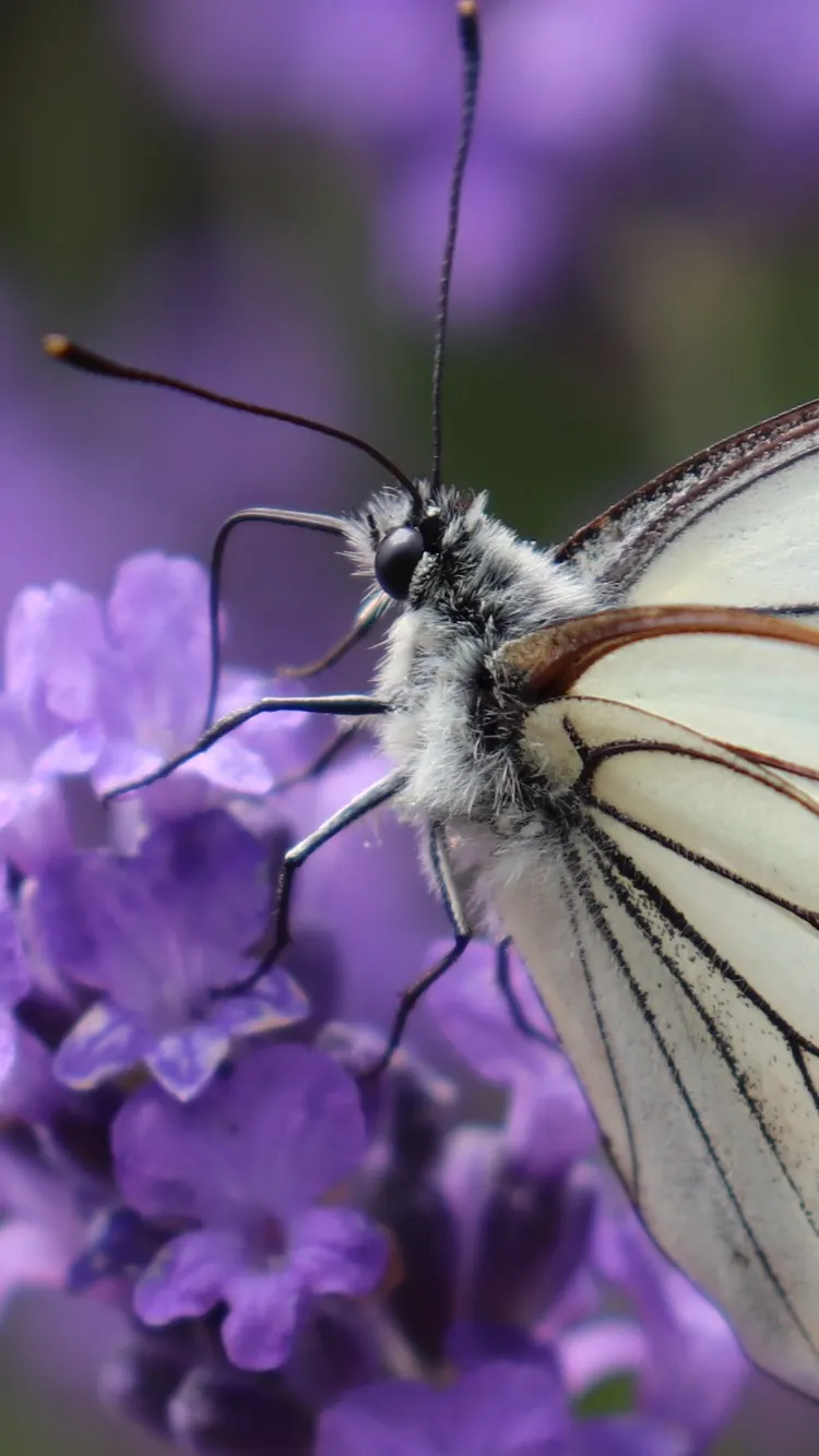 White Butterfly Flower (Gaura Lindheimeri 'Stratosphere White') — the White Butterfly Flower is remarkably drought-tolerant once established; this, image 220