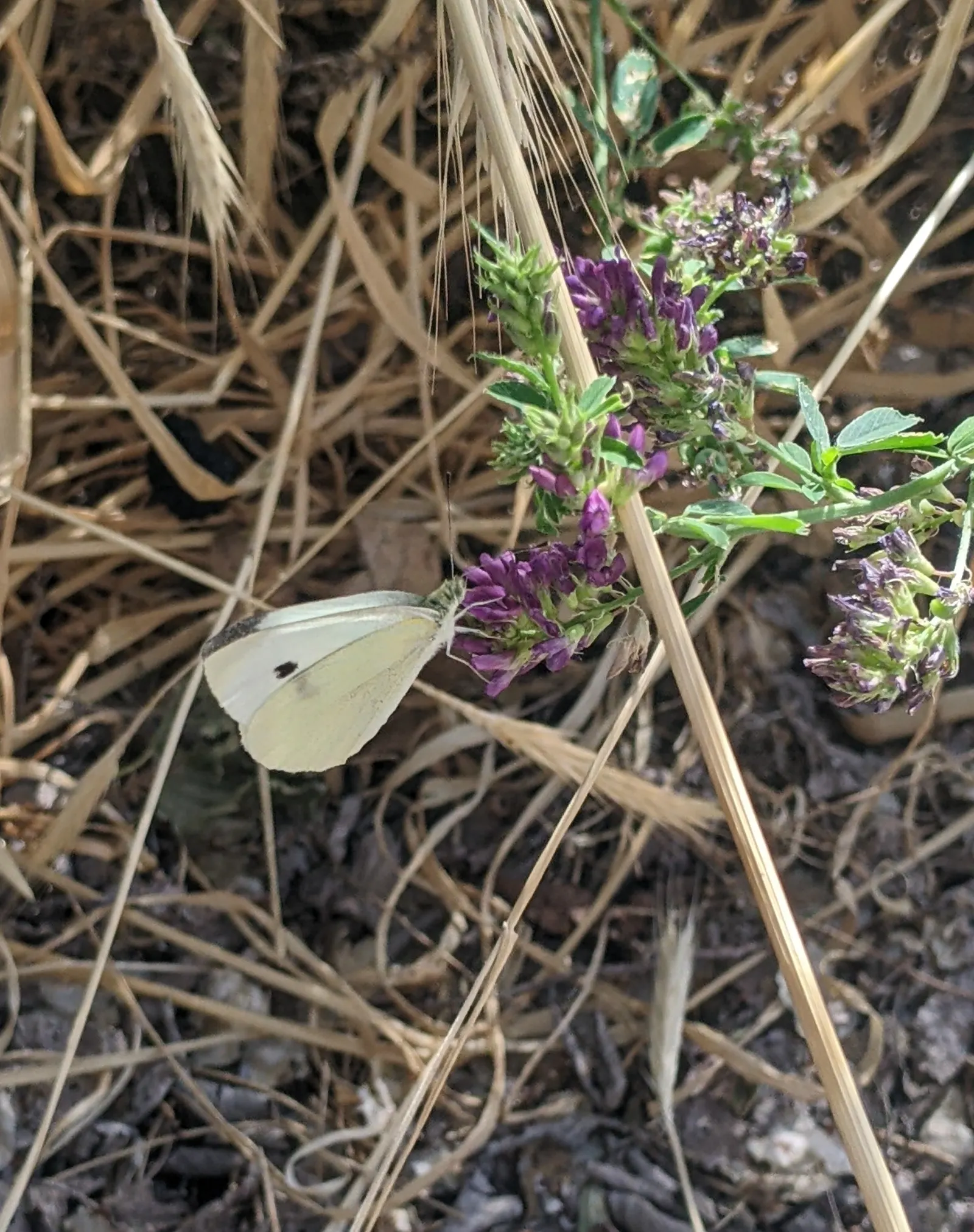 White Butterfly Flower (Gaura Lindheimeri 'Stratosphere White') — is an elegant and airy perennial that brings a graceful charm to any garden, image 112
