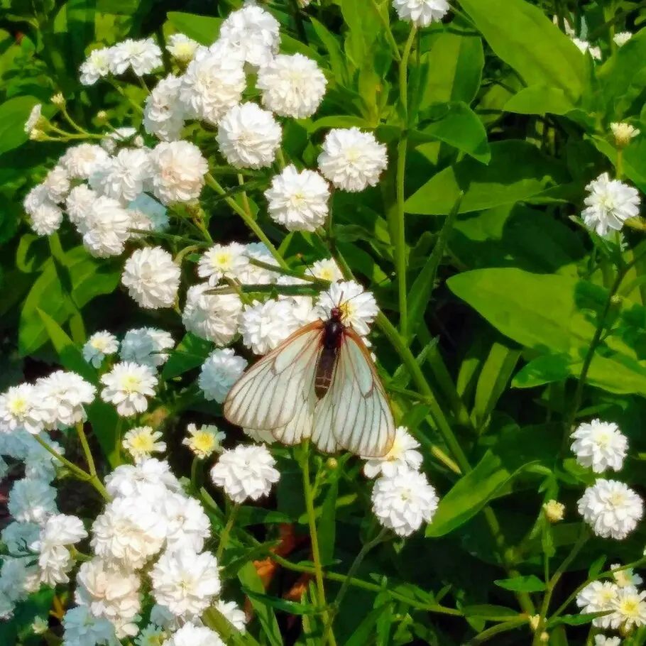 White Butterfly Flower (Gaura Lindheimeri 'Stratosphere White') — these flowers float above slender; well-draining soil is essential to prevent, image 166