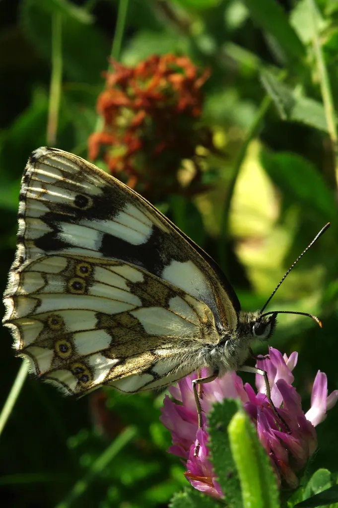 White Butterfly Flower (Gaura Lindheimeri 'Stratosphere White') — Well-draining soil is essential to prevent root rot; white flowers in the garden, image 223