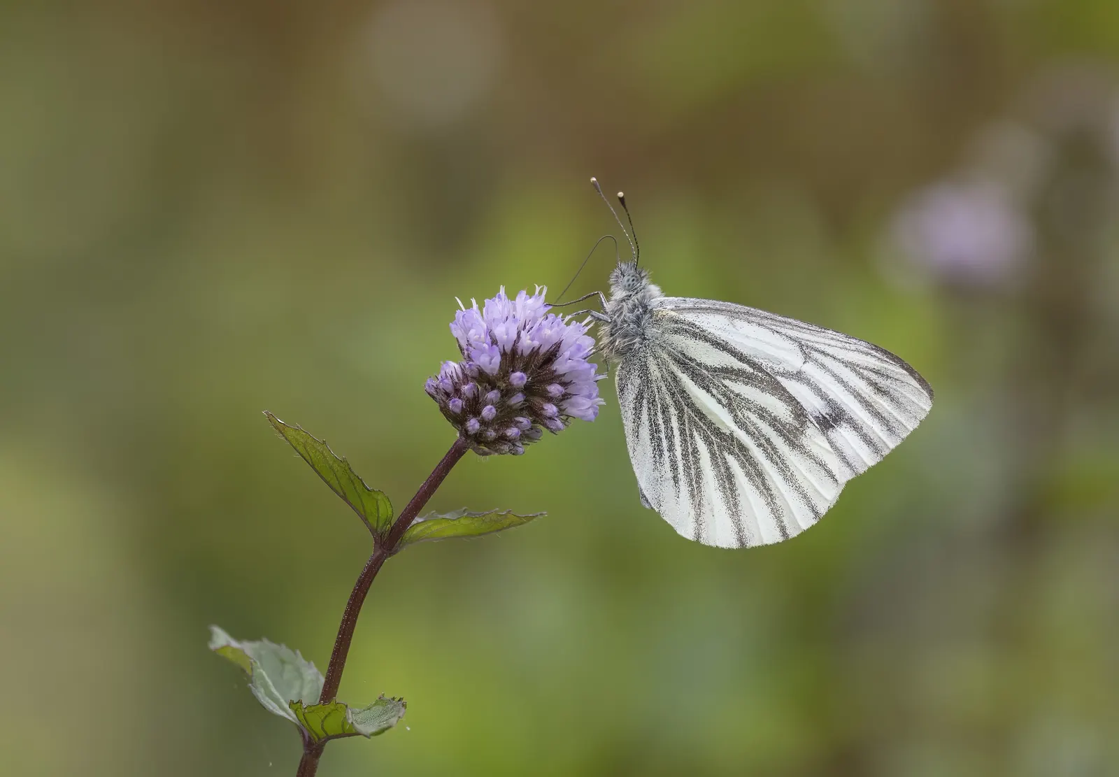 White Butterfly Flower (Gaura Lindheimeri 'Stratosphere White') — features delicate white blossoms resembling butterflies; erect stems reaching, image 210