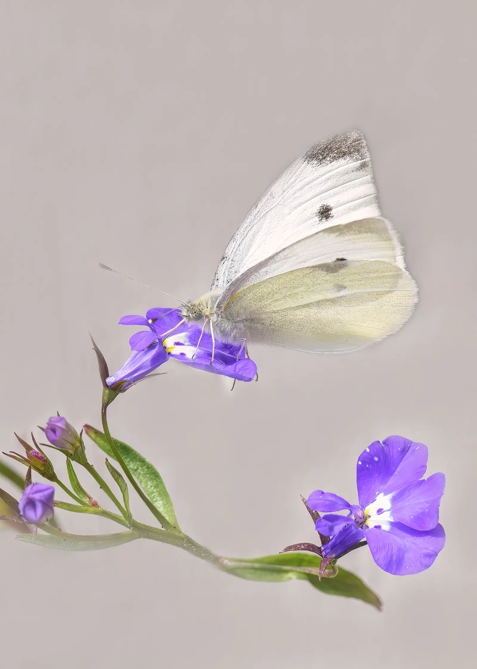 White Butterfly Flower (Gaura Lindheimeri 'Stratosphere White') — white flowers in the garden; boasting delicate white blossoms that resemble the, image 180