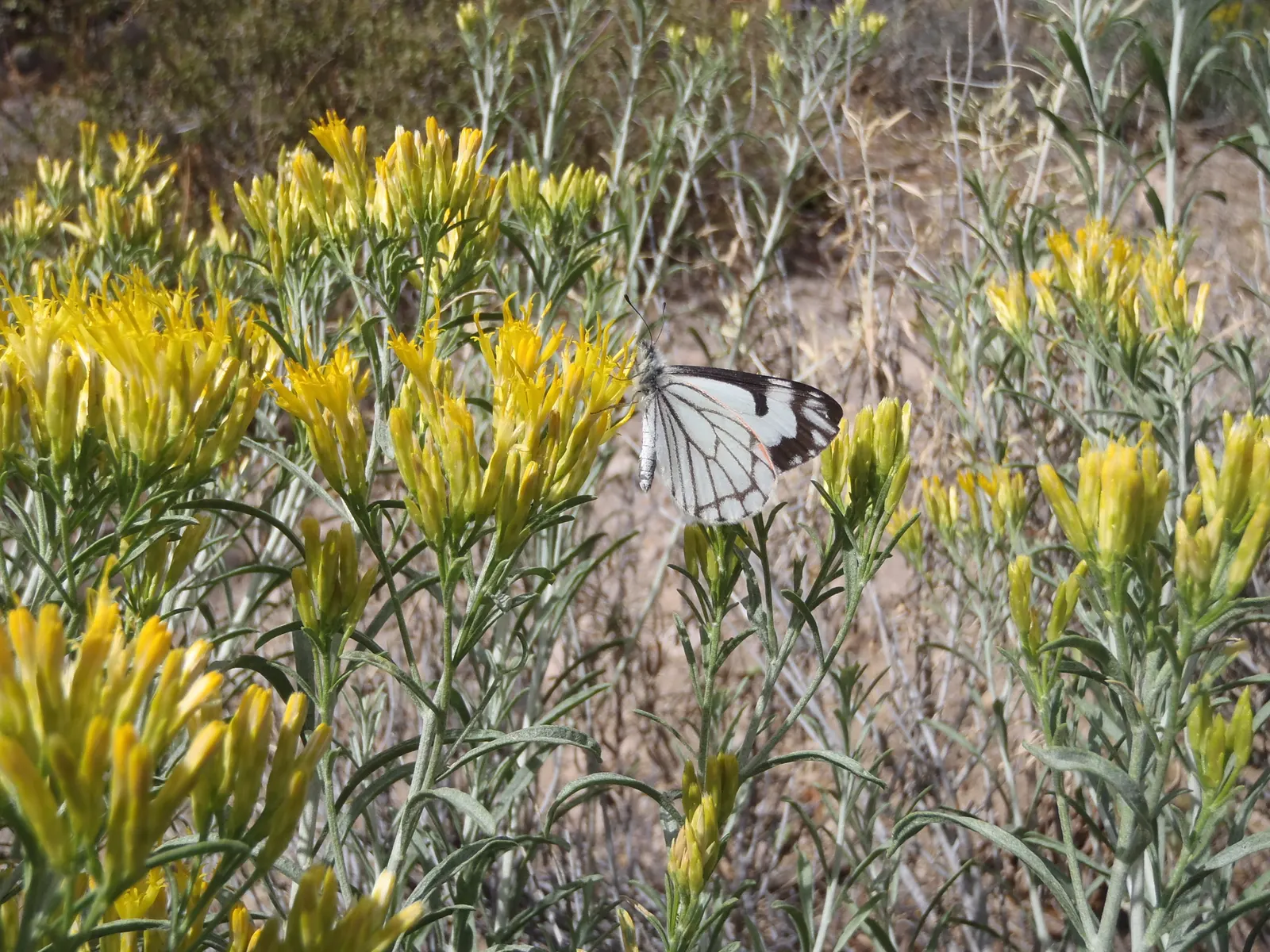 White Butterfly Flower (Gaura Lindheimeri 'Stratosphere White') — This hardy perennial thrives in USDA zones 5-9, reaching 18-24 inches in height, image 159
