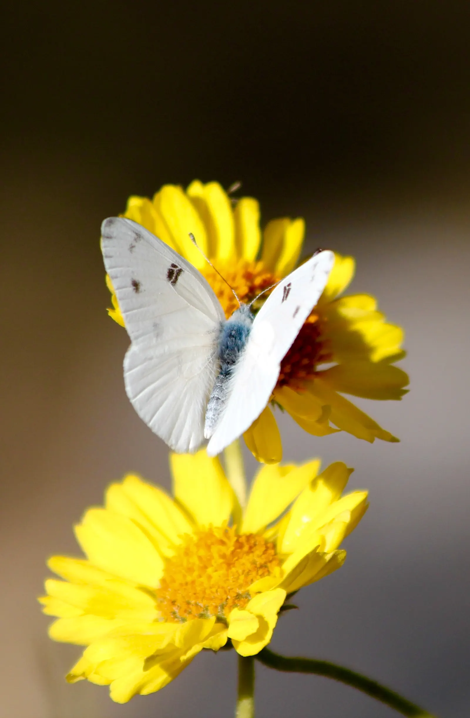 White Butterfly Flower (Gaura Lindheimeri 'Stratosphere White') — features delicate white blossoms resembling butterflies; erect stems reaching, image 158