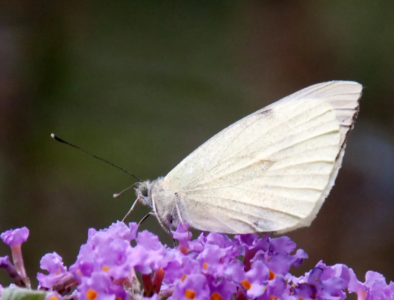 White Butterfly Flower (Gaura Lindheimeri 'Stratosphere White') — features delicate white blossoms resembling butterflies; erect stems reaching, image 184