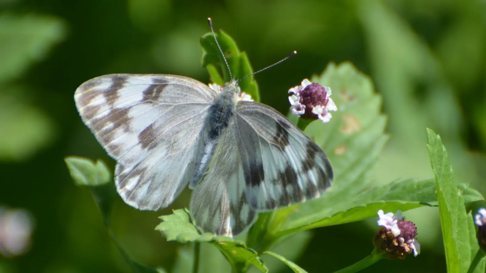 White Butterfly Flower (Gaura Lindheimeri 'Stratosphere White') — perennial for full; its wispiness adds movement to the landscape, creating a, image 130