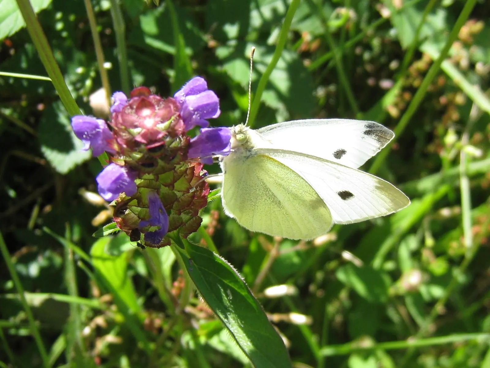 White Butterfly Flower (Gaura Lindheimeri 'Stratosphere White') — making it a sustainable choice for water-conscious landscapes; these flowers, image 143