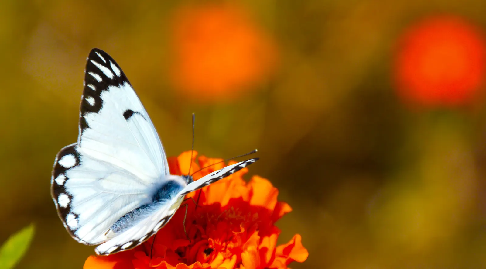 White Butterfly Flower (Gaura Lindheimeri 'Stratosphere White') — and consider pairing with contrasting colors and textures like purple coneflower, image 152