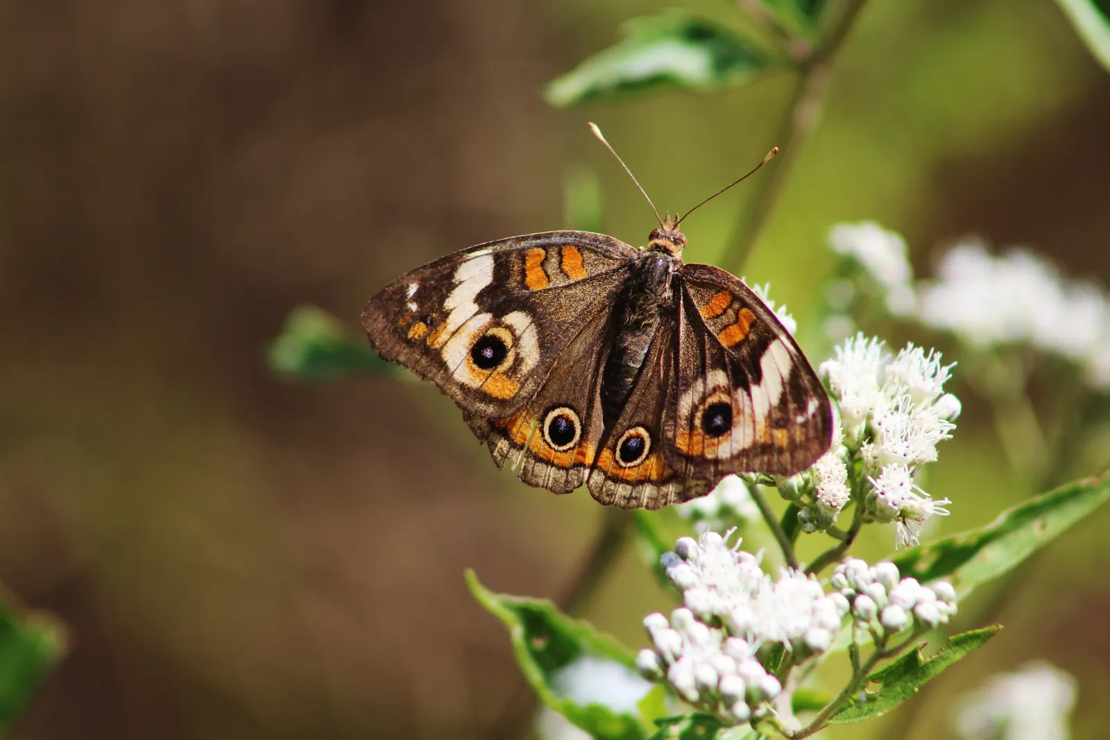 White Butterfly Flower (Gaura Lindheimeri 'Stratosphere White') — thereby supporting local ecosystems.<br><br>For maximum impact; commonly referred, image 228