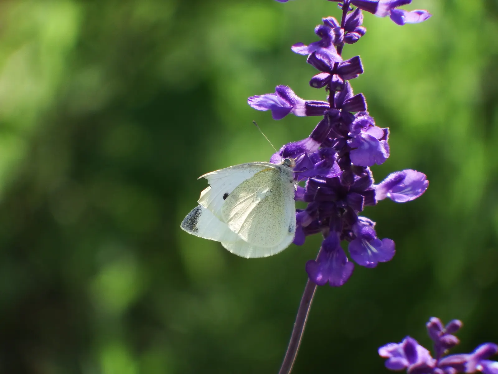White Butterfly Flower (Gaura Lindheimeri 'Stratosphere White') — Its low-maintenance disposition is perfect for a busy client; the White Butterfly, image 199