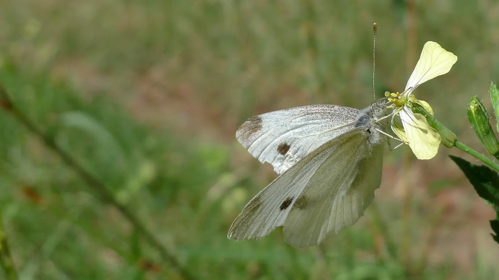 White Butterfly Flower (Gaura Lindheimeri 'Stratosphere White') — making it a sustainable choice for water-conscious landscapes; these flowers, image 195