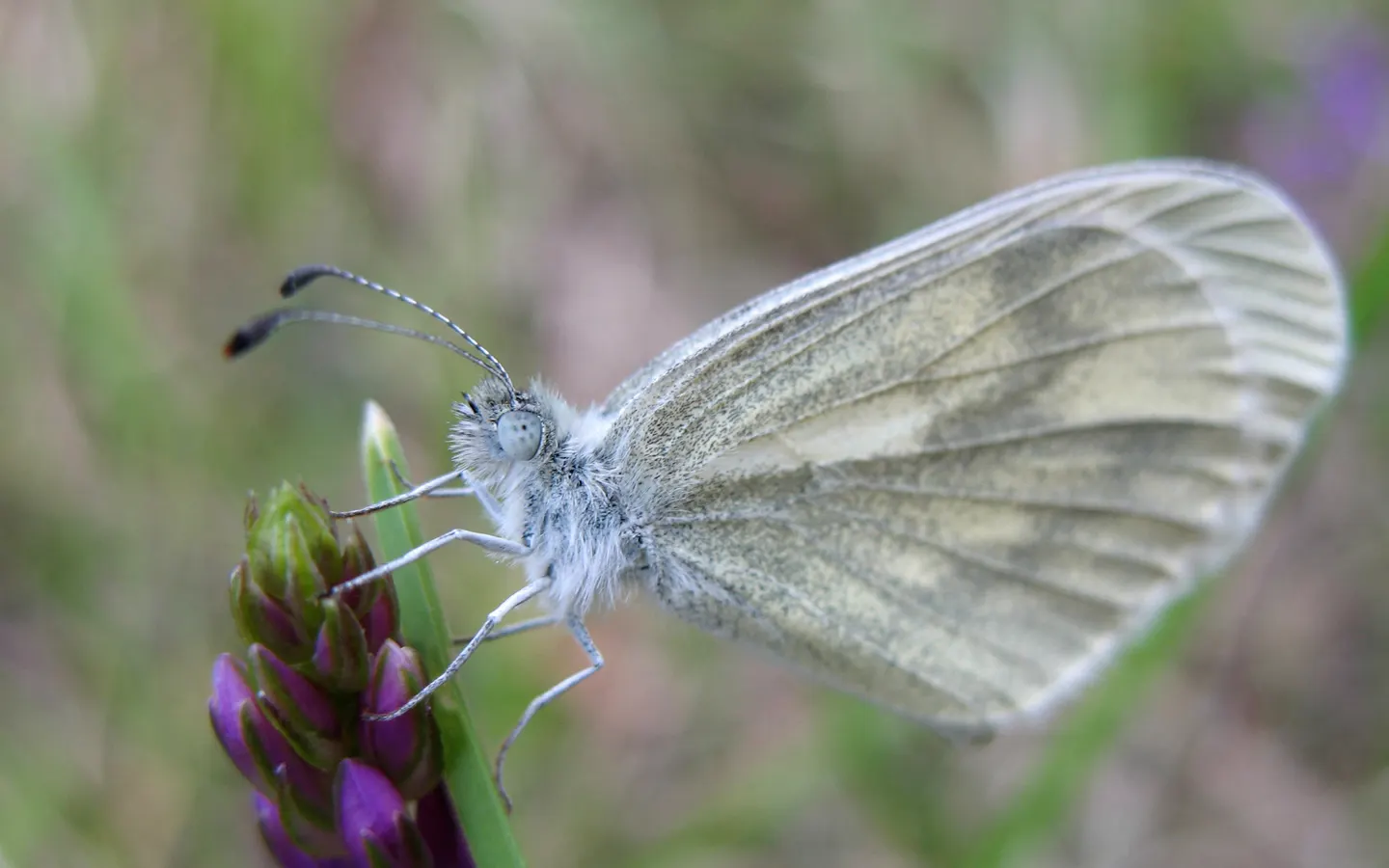 White Butterfly Flower (Gaura Lindheimeri 'Stratosphere White') — requiring minimal care beyond occasional deadheading to promote further, image 226