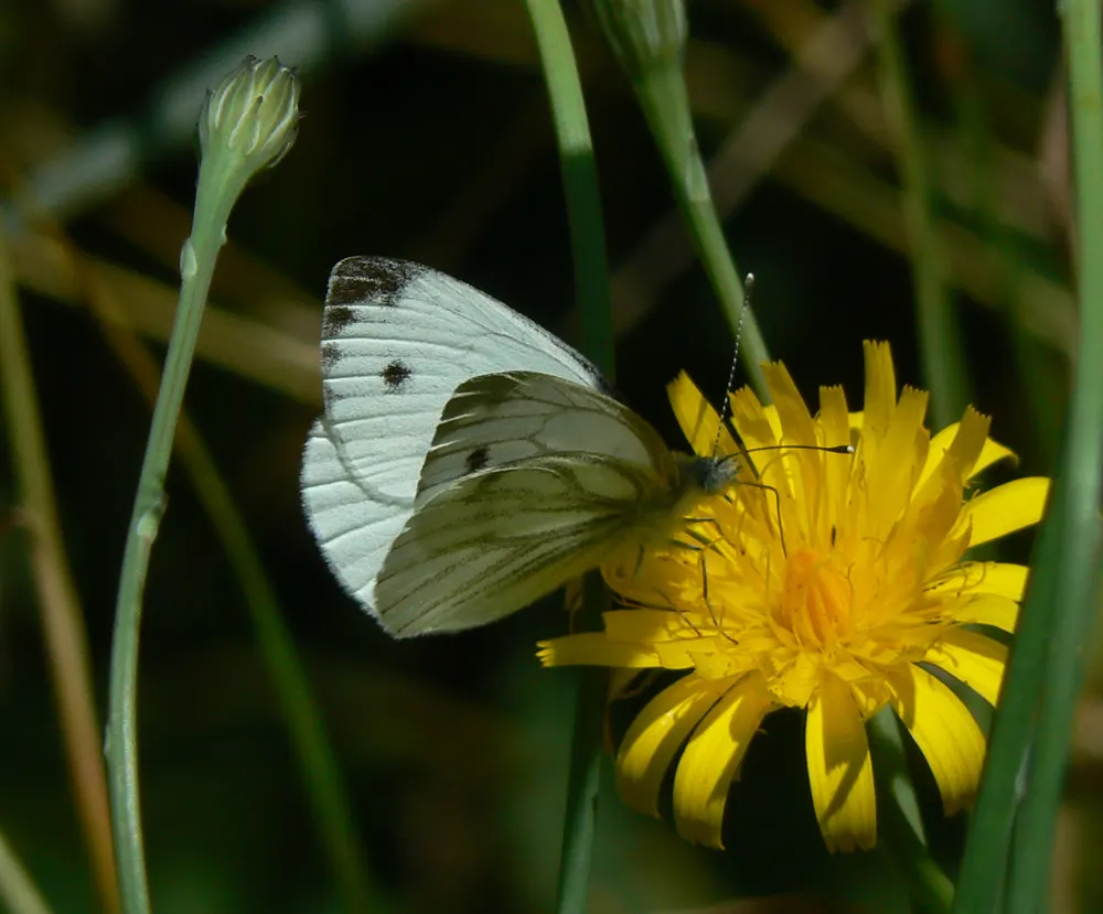 White Butterfly Flower (Gaura Lindheimeri 'Stratosphere White') — Full sun and well-draining soil are optimal; perennial with white blooms, image 212