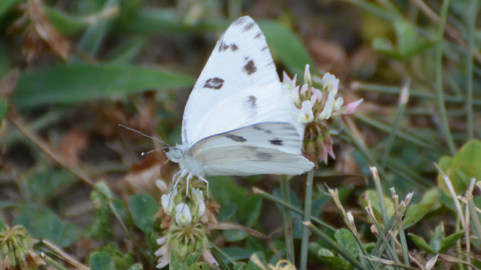 White Butterfly Flower (Gaura Lindheimeri 'Stratosphere White') — it is both deer-resistant and attractive to pollinators such as bees and, image 123