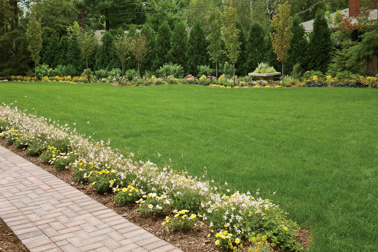 White Butterfly Flower (Gaura Lindheimeri 'Stratosphere White') — airy texture to any garden design