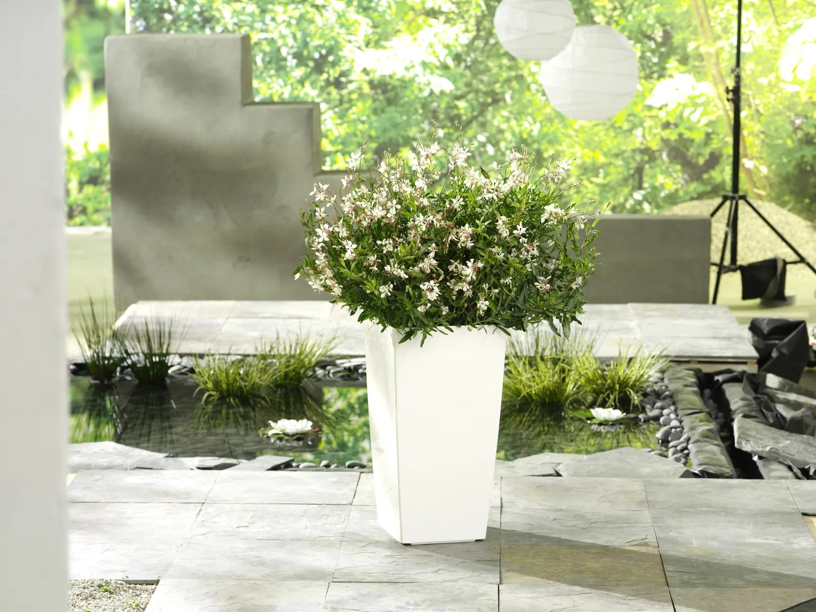 White Butterfly Flower (Gaura Lindheimeri 'Stratosphere White') — Boasting delicate white blossoms that resemble the wings of a butterfly; is an, image 61
