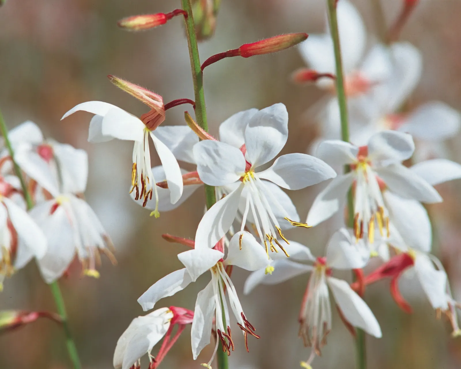 White Butterfly Flower (Gaura Lindheimeri 'Stratosphere White') — features delicate white blossoms resembling butterflies; erect stems reaching, image 106