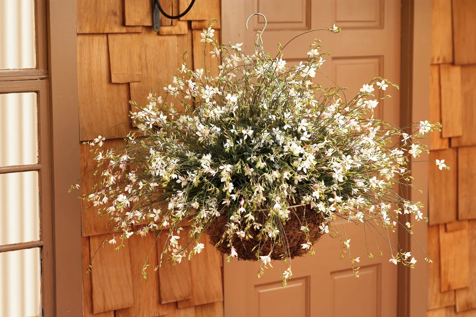 White Butterfly Flower (Gaura Lindheimeri 'Stratosphere White') — thereby supporting local ecosystems.<br><br>For maximum impact