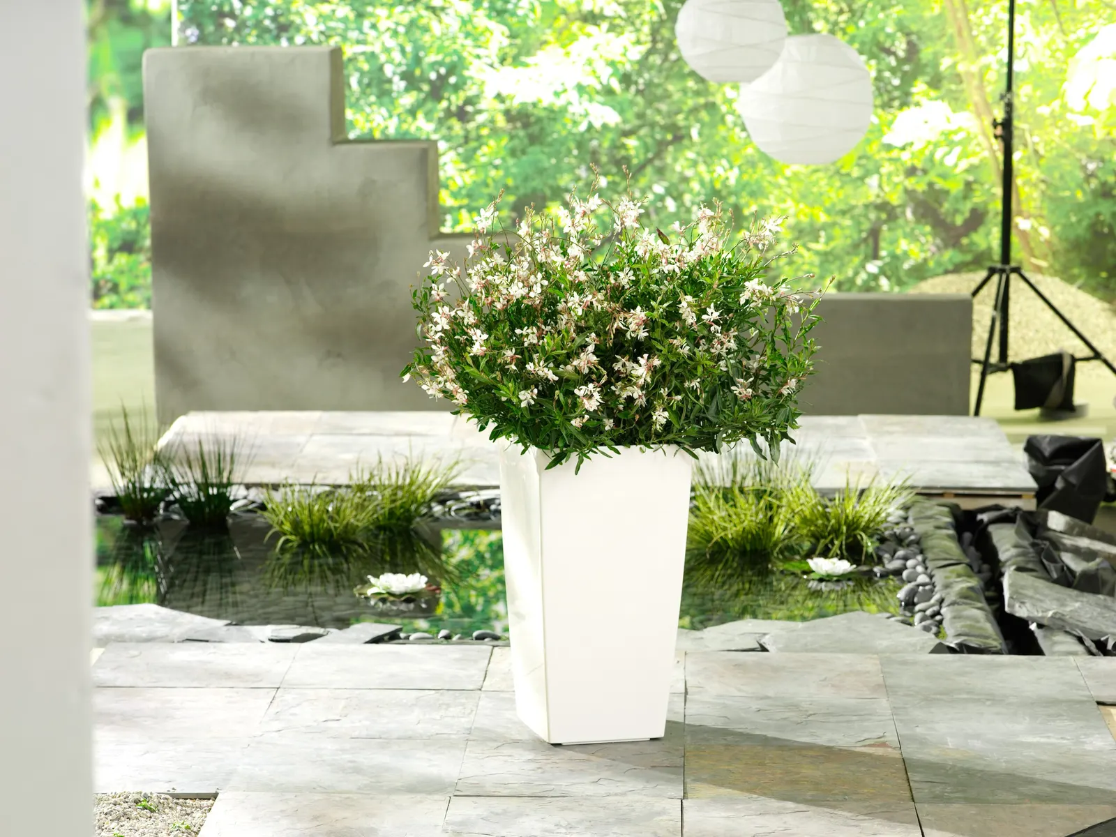 White Butterfly Flower (Gaura Lindheimeri 'Stratosphere White') — Well-draining soil is essential to prevent root rot