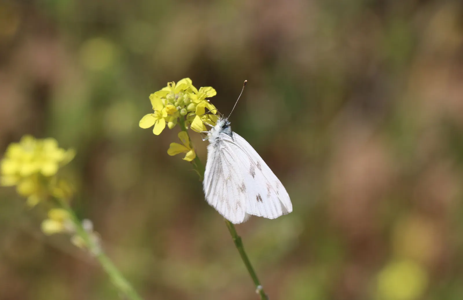 White Butterfly Flower (Gaura Lindheimeri 'Stratosphere White') — plant in groups or drifts; it prefers full sun but can tolerate partial shade, image 203