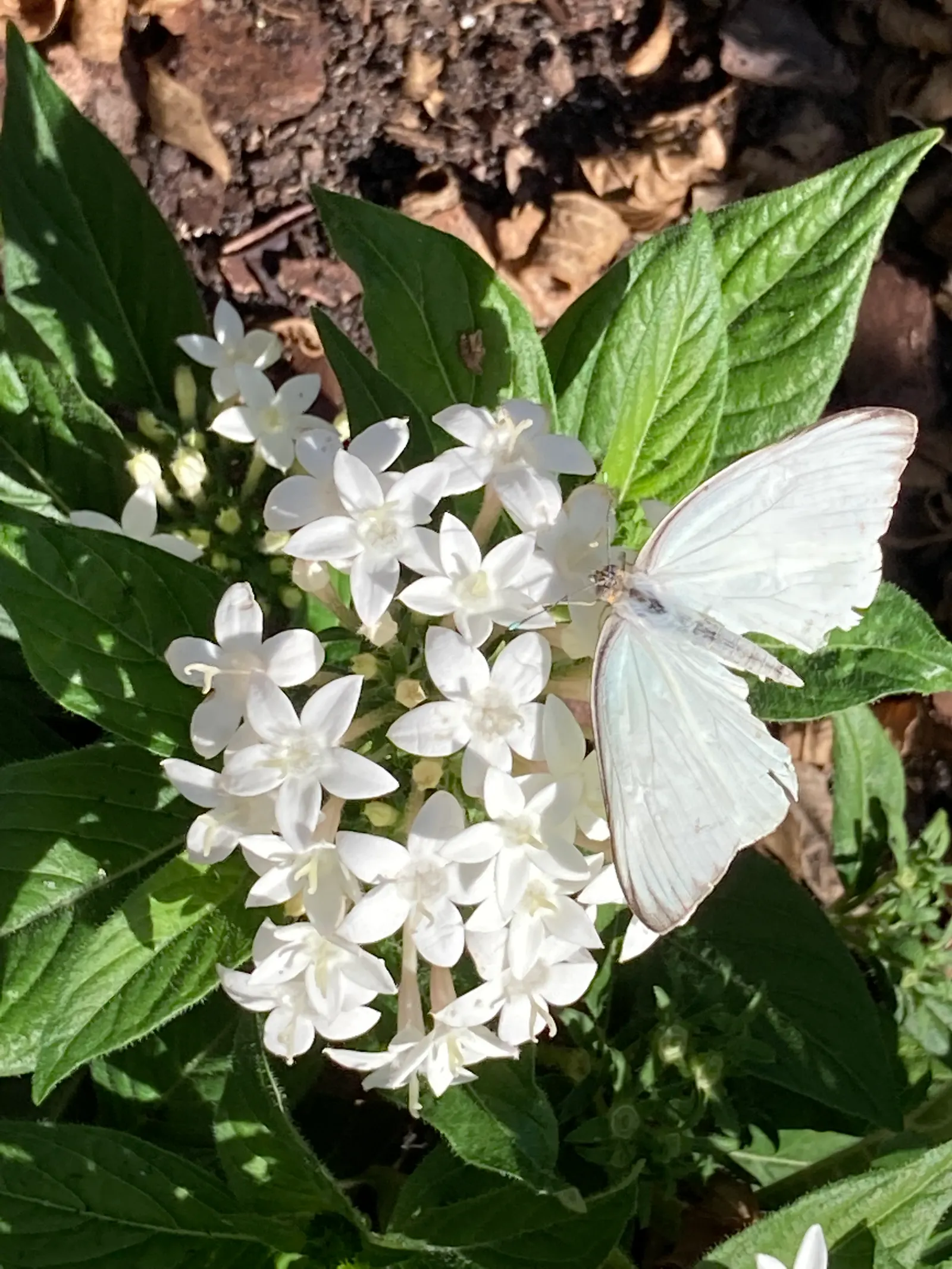 White Butterfly Flower (Gaura Lindheimeri 'Stratosphere White') — erect stems reaching heights of 2 to 3 feet with a spread of about 1 to 2 feet, image 141