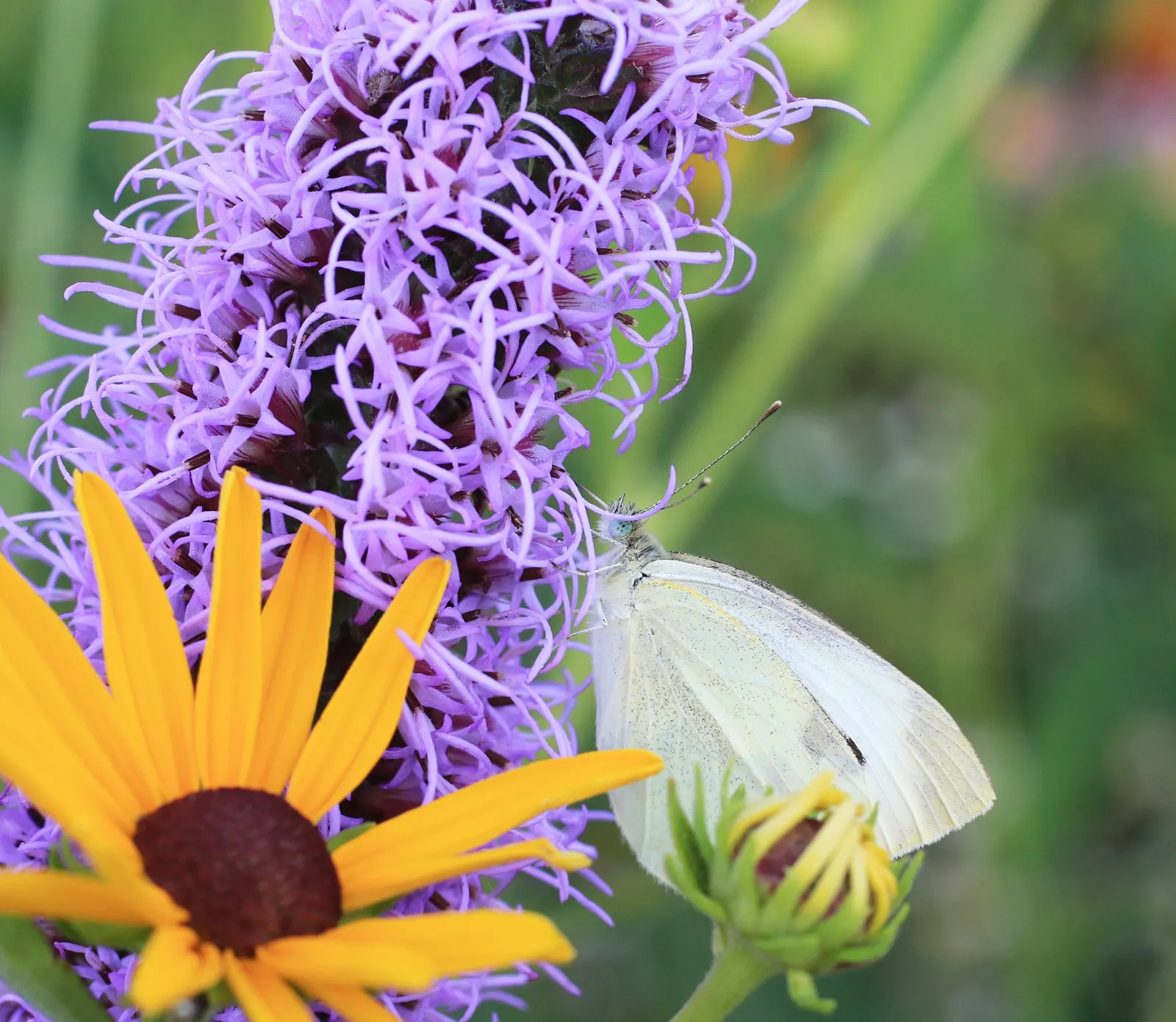White Butterfly Flower (Gaura Lindheimeri 'Stratosphere White') — thereby supporting local ecosystems.<br><br>For maximum impact; commonly referred, image 176
