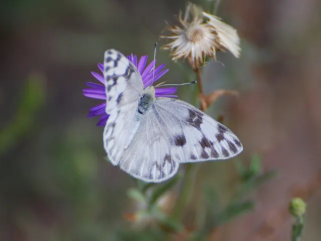 White Butterfly Flower (Gaura Lindheimeri 'Stratosphere White') — Its low-maintenance disposition is perfect for a busy client; the White Butterfly, image 121