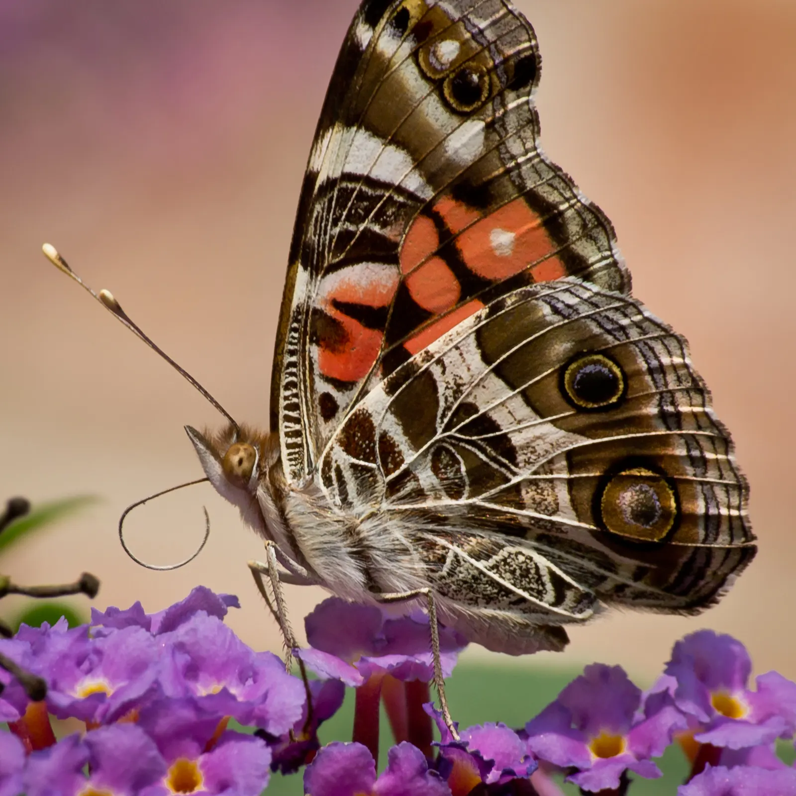 White Butterfly Flower (Gaura Lindheimeri 'Stratosphere White') — and consider pairing with contrasting colors and textures like purple coneflower, image 126