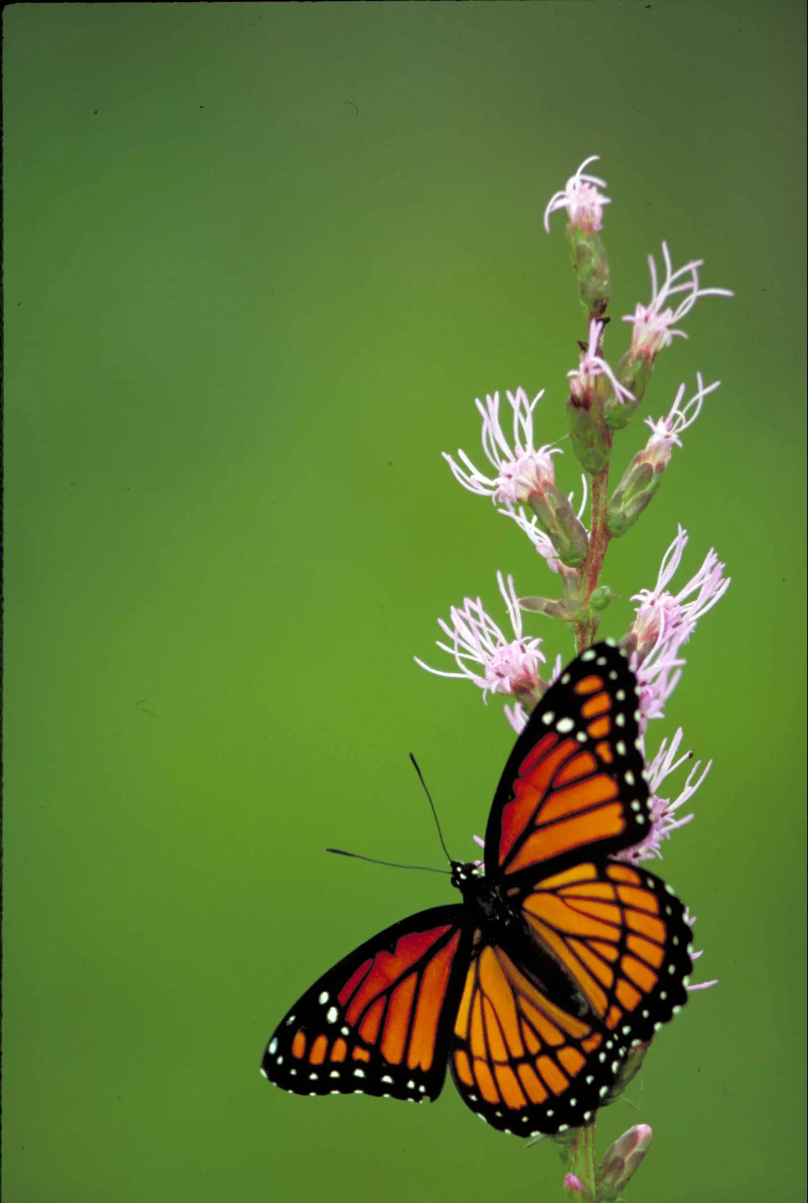White Butterfly Flower (Gaura Lindheimeri 'Stratosphere White') — Boasting delicate white blossoms that resemble the wings of a butterfly; is an, image 113
