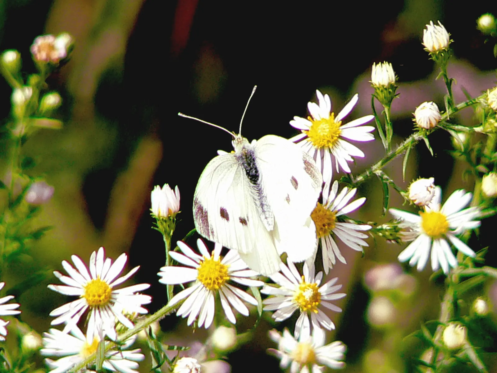 White Butterfly Flower (Gaura Lindheimeri 'Stratosphere White') — airy texture to any garden design; making it a sustainable choice for, image 214