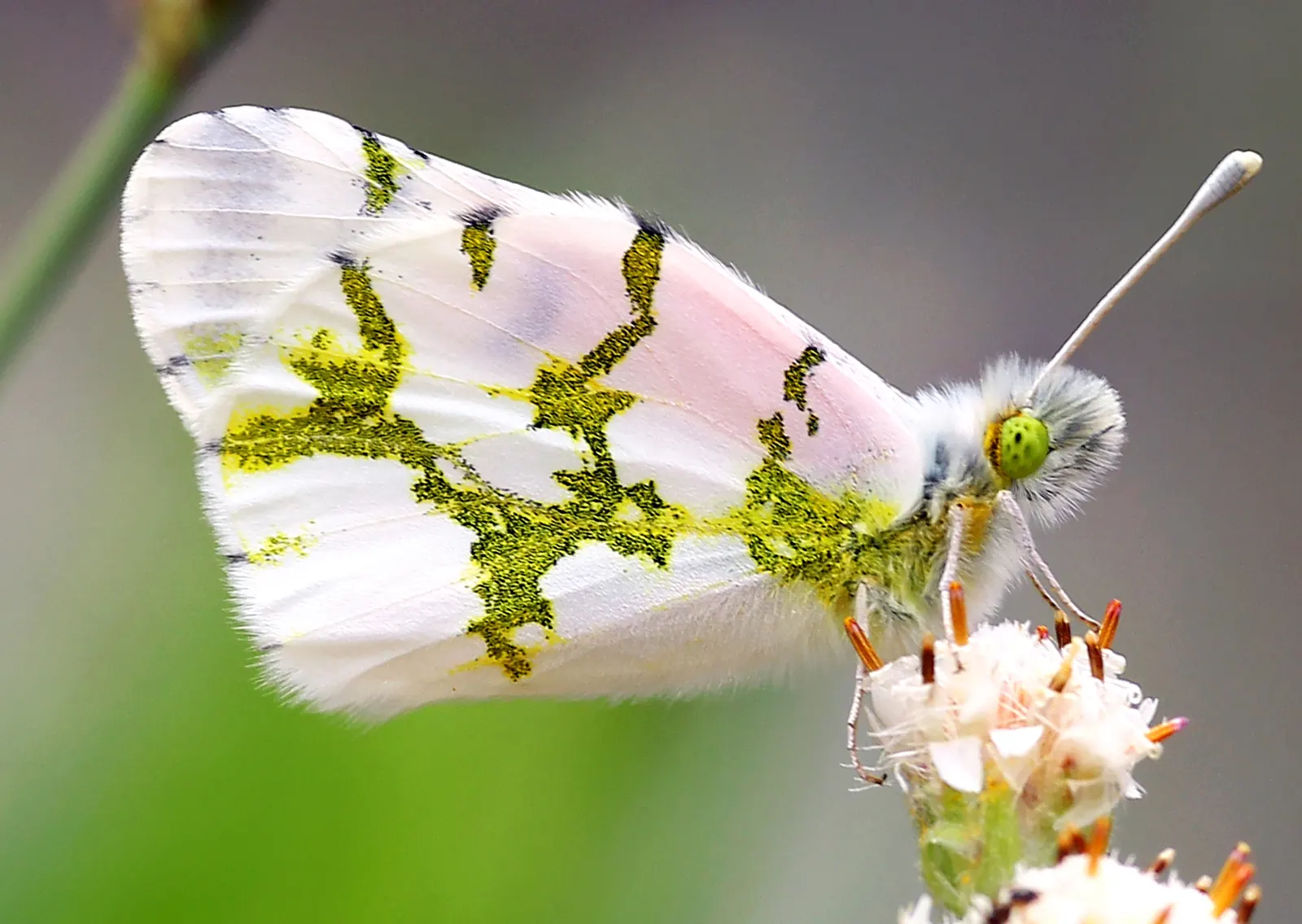 White Butterfly Flower (Gaura Lindheimeri 'Stratosphere White') — these flowers float above slender; well-draining soil is essential to prevent, image 114