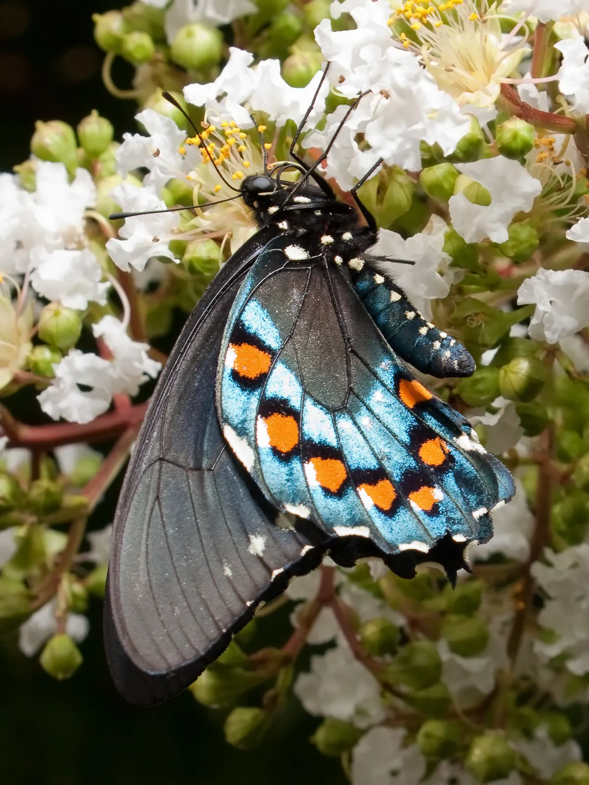 White Butterfly Flower (Gaura Lindheimeri 'Stratosphere White') — perennial for full; its wispiness adds movement to the landscape, creating a, image 208