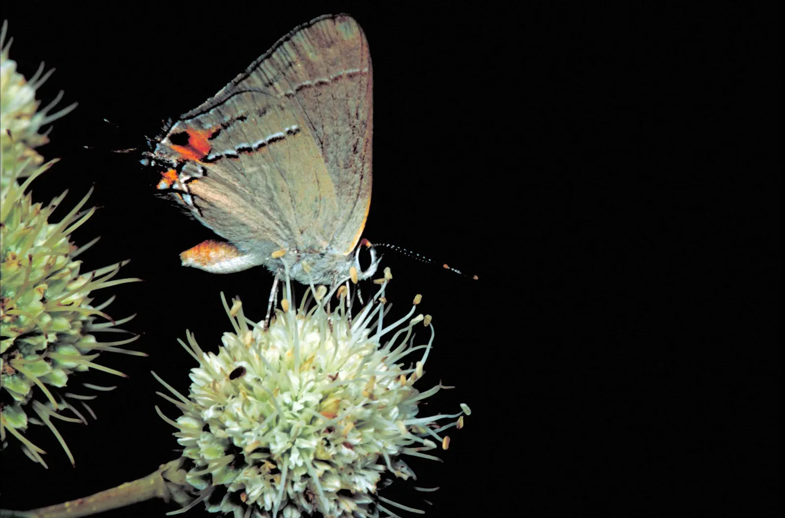 White Butterfly Flower (Gaura Lindheimeri 'Stratosphere White') — Full sun and well-draining soil are optimal; perennial with white blooms, image 186
