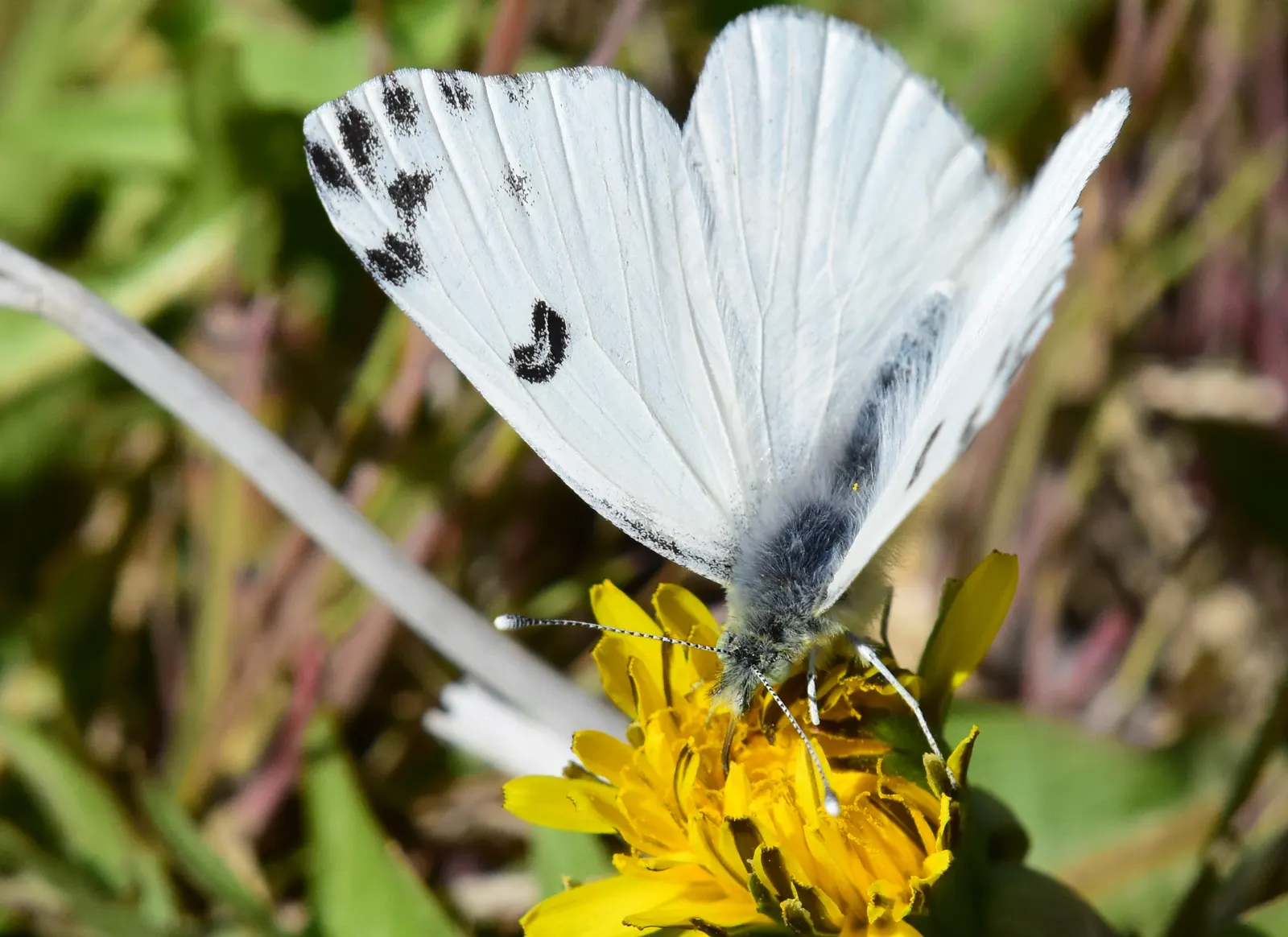 White Butterfly Flower (Gaura Lindheimeri 'Stratosphere White') — these flowers float above slender; well-draining soil is essential to prevent, image 140
