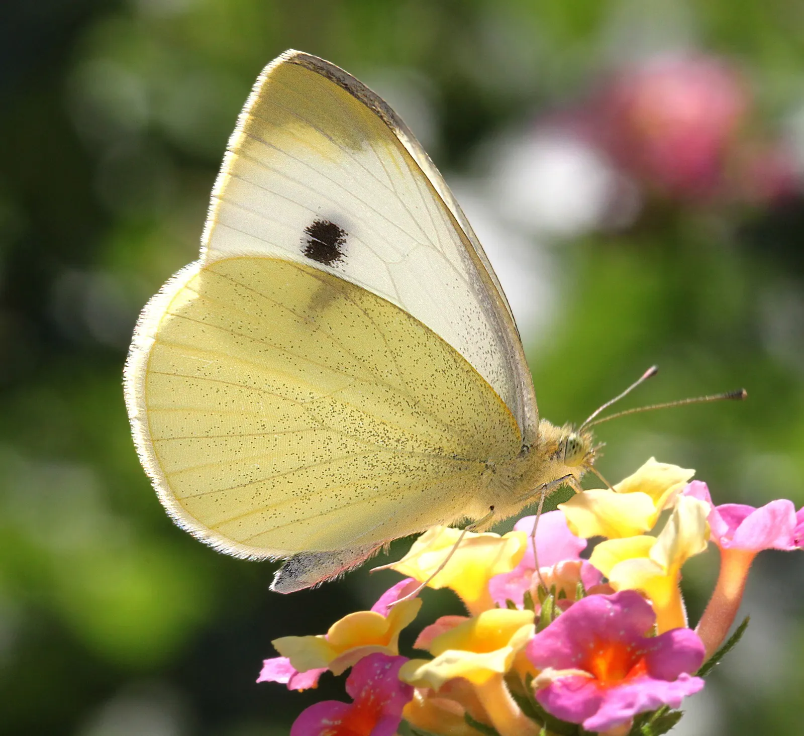 White Butterfly Flower (Gaura Lindheimeri 'Stratosphere White') — airy texture to any garden design; making it a sustainable choice for, image 136