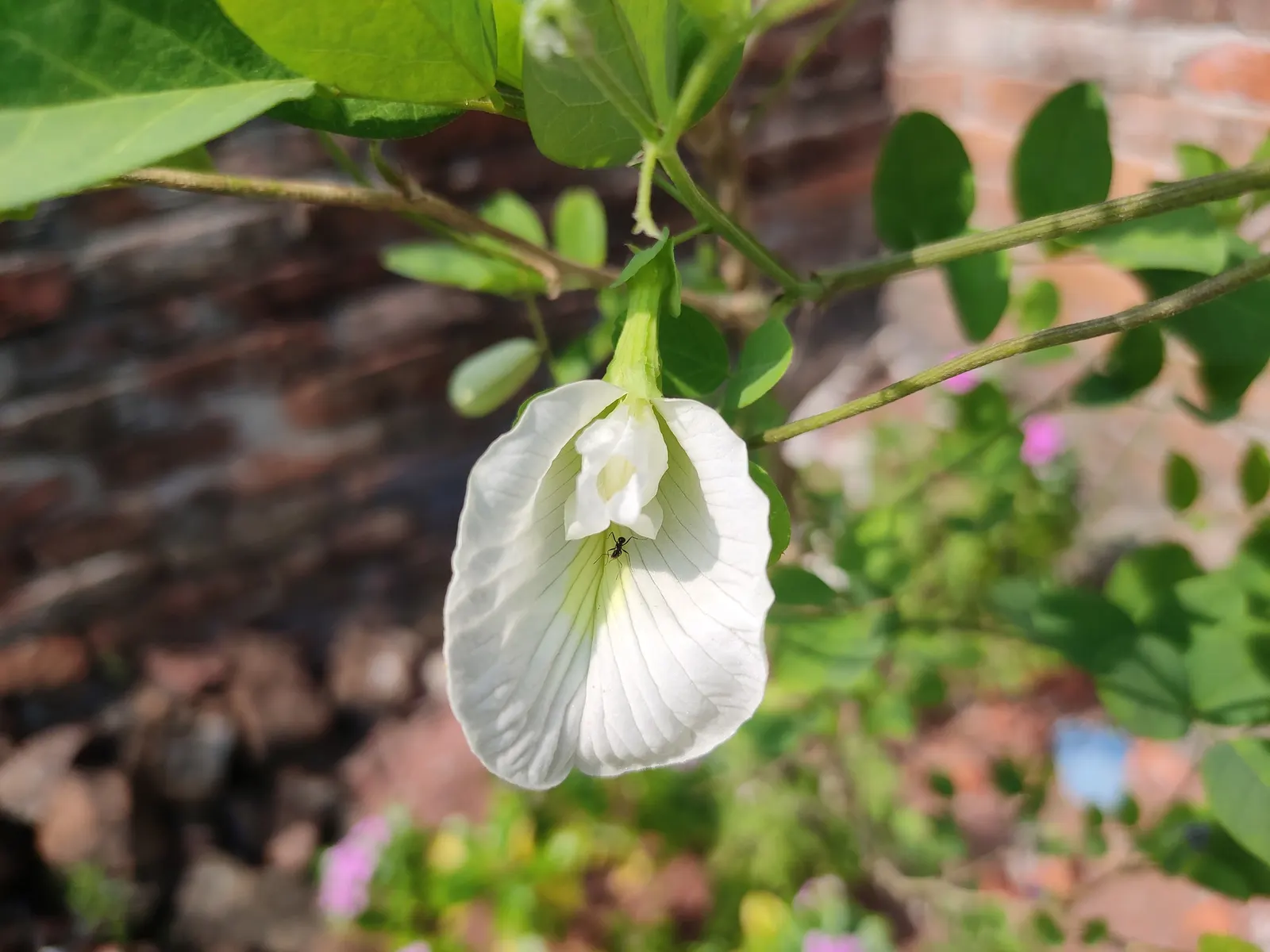 White Butterfly Flower (Gaura Lindheimeri 'Stratosphere White') — plant in groups or drifts; it prefers full sun but can tolerate partial shade, image 151