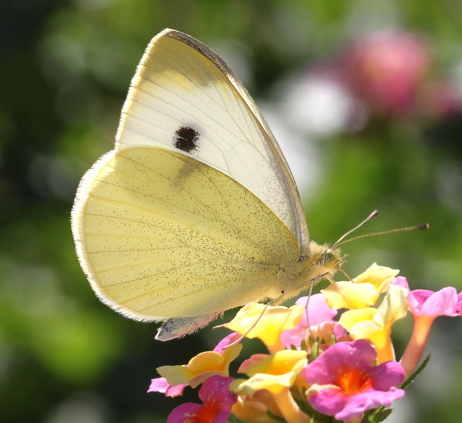 White Butterfly Flower (Gaura Lindheimeri 'Stratosphere White') — and drought tolerance make it an excellent choice for adding graceful movement, image 187