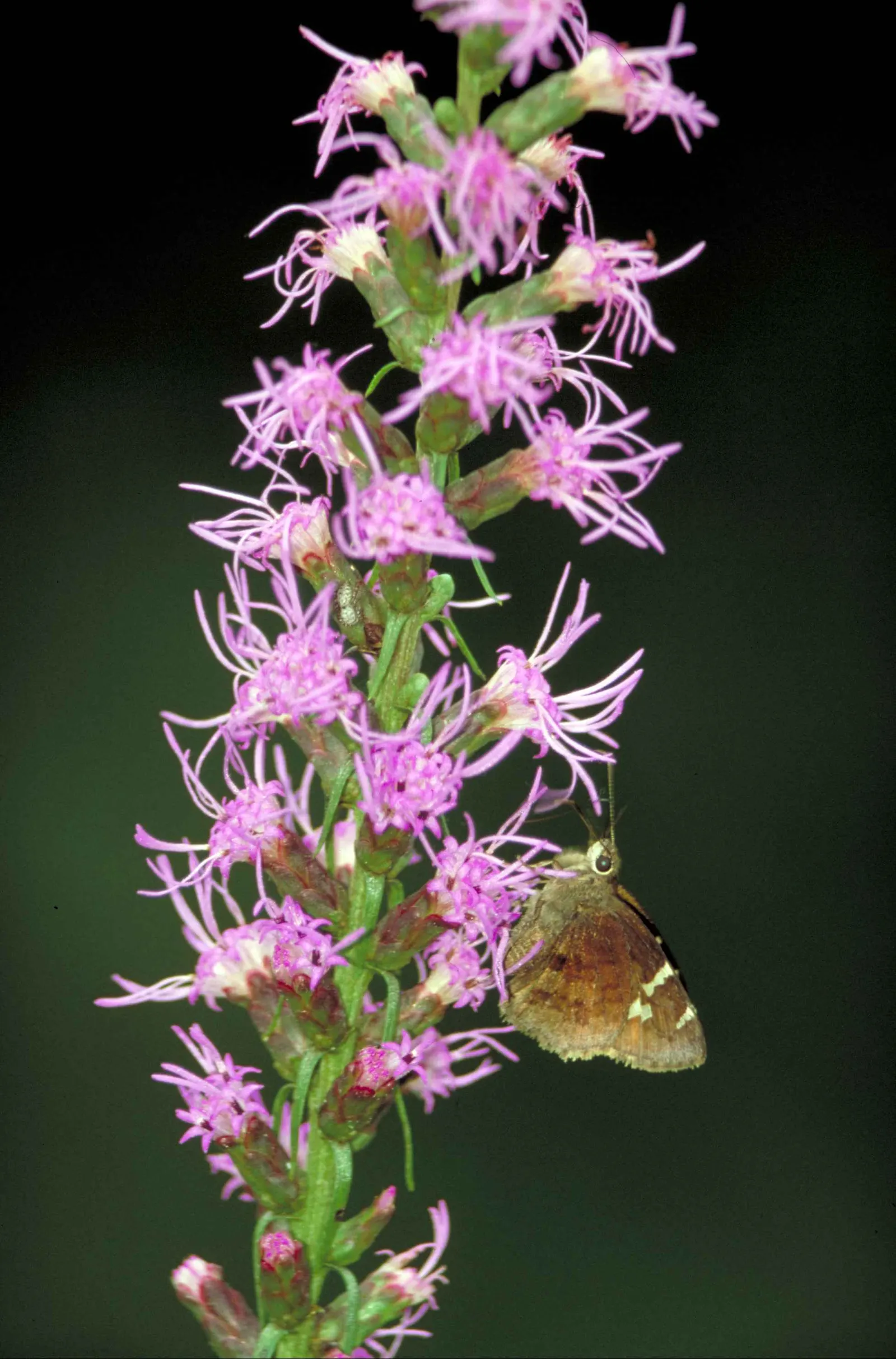 White Butterfly Flower (Gaura Lindheimeri 'Stratosphere White') — perennial with white blooms; offering a long season of interest, image 129