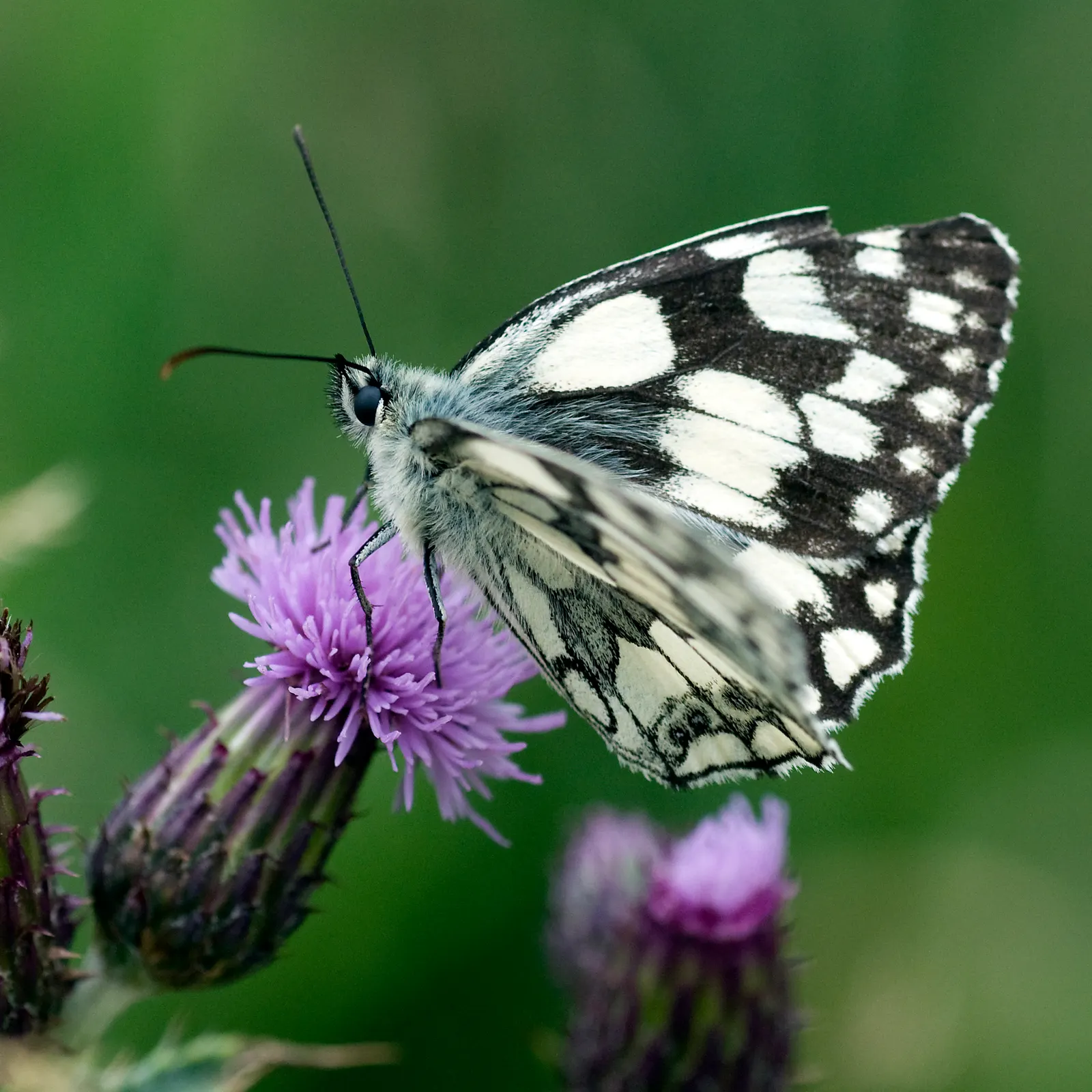 White Butterfly Flower (Gaura Lindheimeri 'Stratosphere White') — the White Butterfly Flower is remarkably drought-tolerant once established; this, image 168