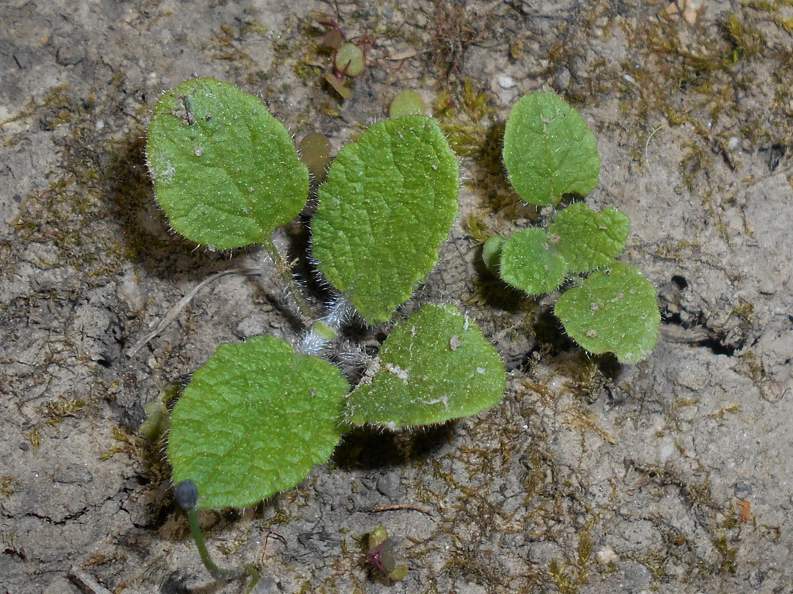 Whorled Sage (Salvia Verticillata) — Lilac Sage (Salvia verticillata) is a captivating perennial; the plant's foliage comprises medium to dark green leaves