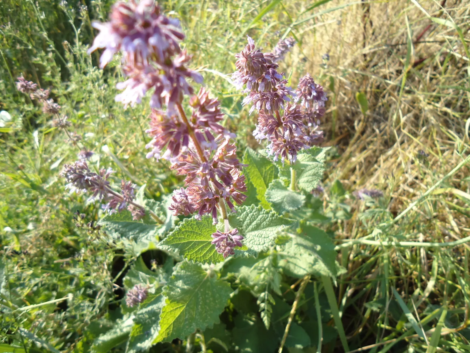 Whorled Sage (Salvia Verticillata) — This plant thrives in USDA Zones 4-8, prefers full sun to part shade, and well-drained soil