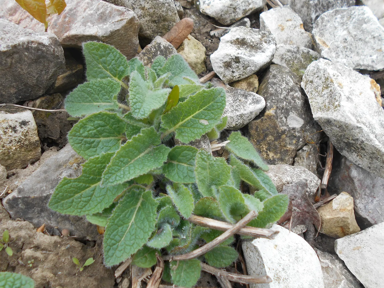 Whorled Sage (Salvia Verticillata) — the Lilac Sage is a notably carefree addition to any garden setting; perennial with blue and violet blooms, image 66