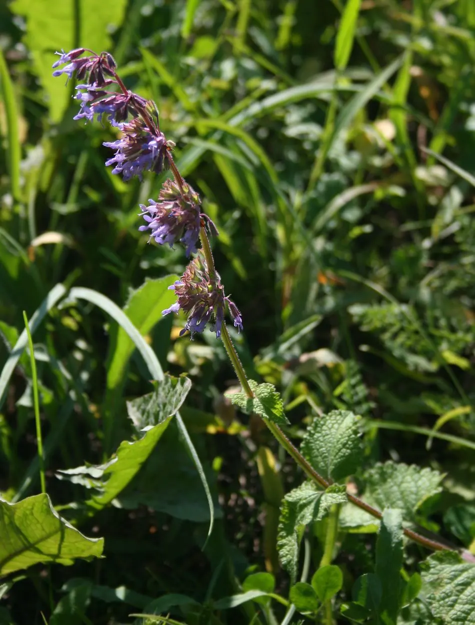 Whorled Sage (Salvia Verticillata) — Lilac Sage (Salvia verticillata) is a captivating perennial; the plant's foliage comprises medium to dark, image 51